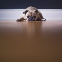 ¿Puede la comunidad de propietarios echar a mis perros del piso?